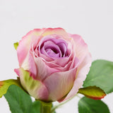 Floare decorativa trandafir Bocci, roz, 51 cm - SIMONA'S COLLECTION Floare decorativa trandafir Bocci, roz, 51 cm - SIMONA'S COLLECTION