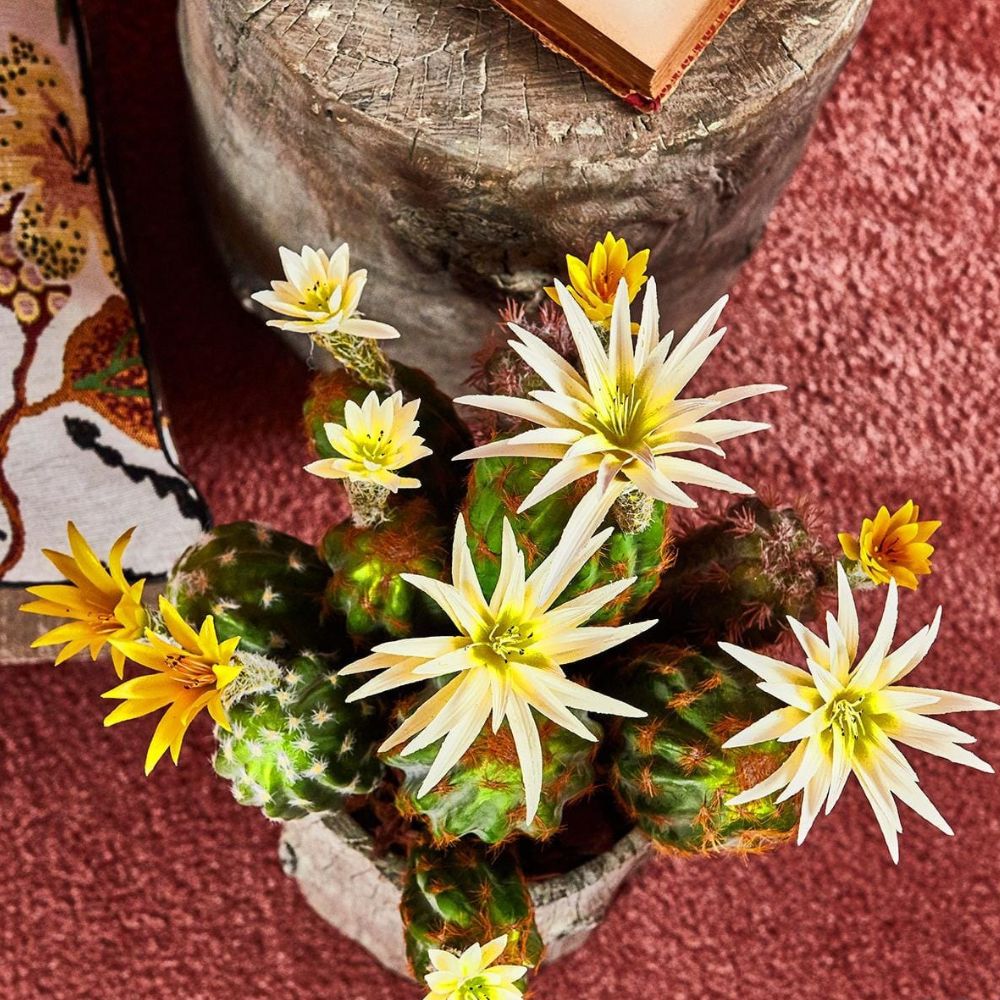 Cactus decorativ cu floare, ivoar, 25 cm, Riccio - SIMONA'S COLLECTION Cactus decorativ cu floare, ivoar, 25 cm, Riccio - SIMONA'S COLLECTION