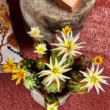 Cactus decorativ cu floare, ivoar, 25 cm, Riccio - SIMONA'S COLLECTION Cactus decorativ cu floare, ivoar, 25 cm, Riccio - SIMONA'S COLLECTION