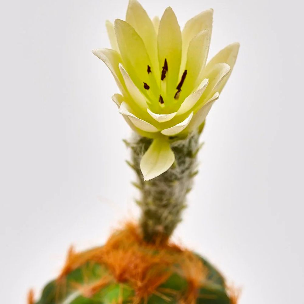 Cactus decorativ cu floare, ivoar, 25 cm, Riccio - SIMONA'S COLLECTION Cactus decorativ cu floare, ivoar, 25 cm, Riccio - SIMONA'S COLLECTION