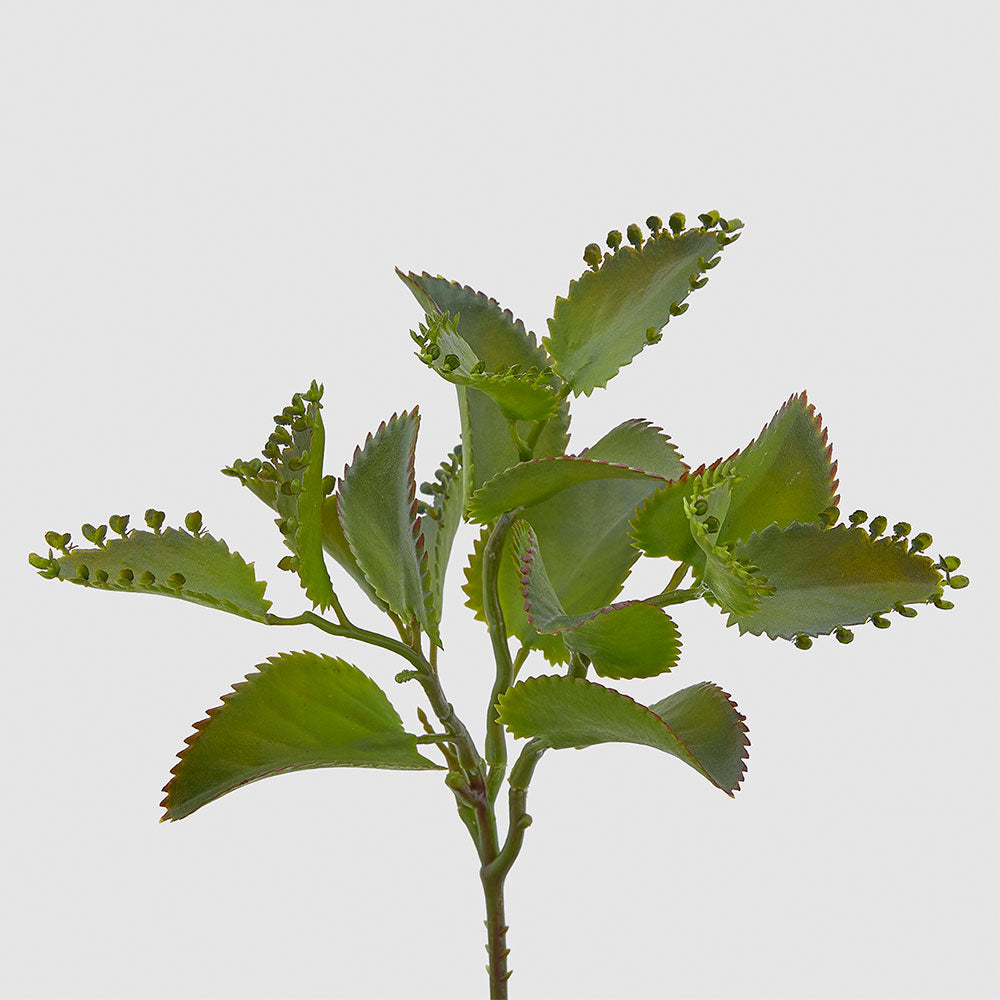 Ramura decorativa cu frunze Dischidia, verde, 25 cm - SIMONA'S COLLECTION Ramura decorativa cu frunze Dischidia, verde, 25 cm - SIMONA'S COLLECTION