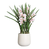 Floare decorativa in ghiveci crem, Orhidee Cymbidium, 107 cm - SIMONA'S COLLECTION Floare decorativa in ghiveci crem, Orhidee Cymbidium, 107 cm - SIMONA'S COLLECTION