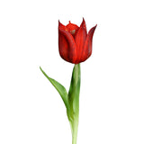 Floare decorativa Lalea Lily, rosu, 24 cm - SIMONA'S COLLECTION Floare decorativa Lalea Lily, rosu, 24 cm - SIMONA'S COLLECTION