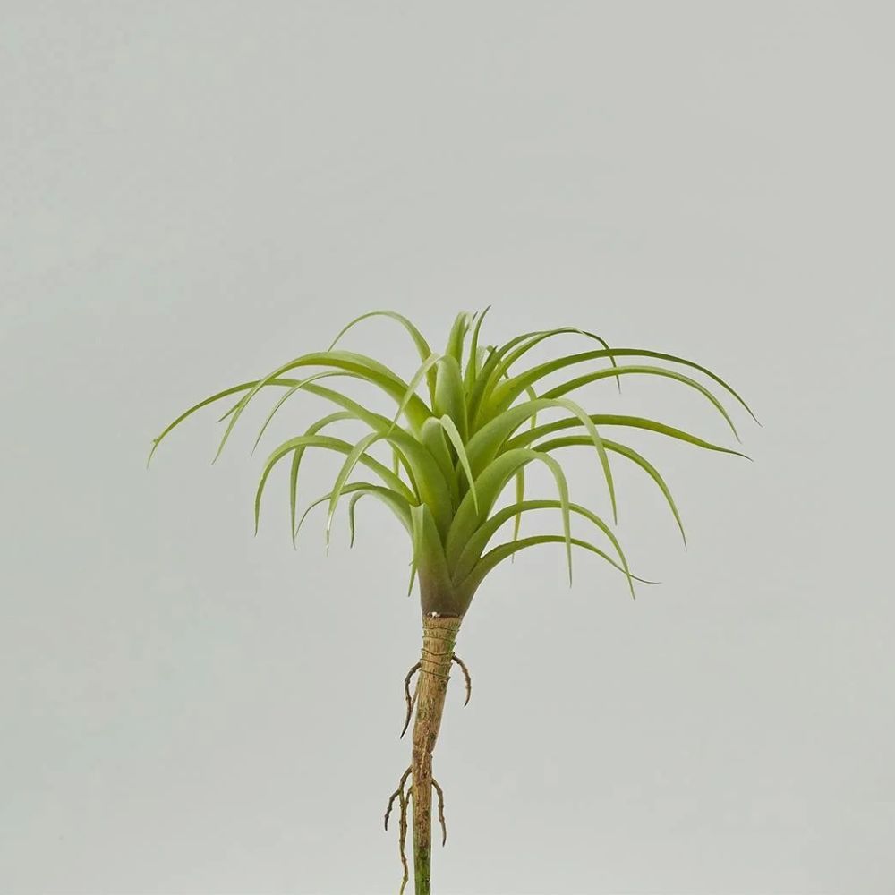 Ramura decorativa Tillandsia, verde, 18 cm - SIMONA'S COLLECTION