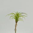 Ramura decorativa Tillandsia, verde, 18 cm - SIMONA'S COLLECTION