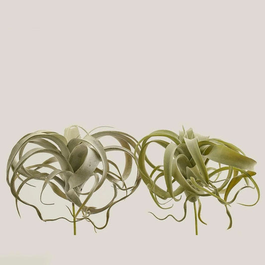 Planta decorativa Tillandsia Xerographica, verde, 27 cm - SIMONA'S COLLECTION