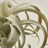 Planta decorativa Tillandsia Xerographica, verde, 27 cm - SIMONA'S COLLECTION