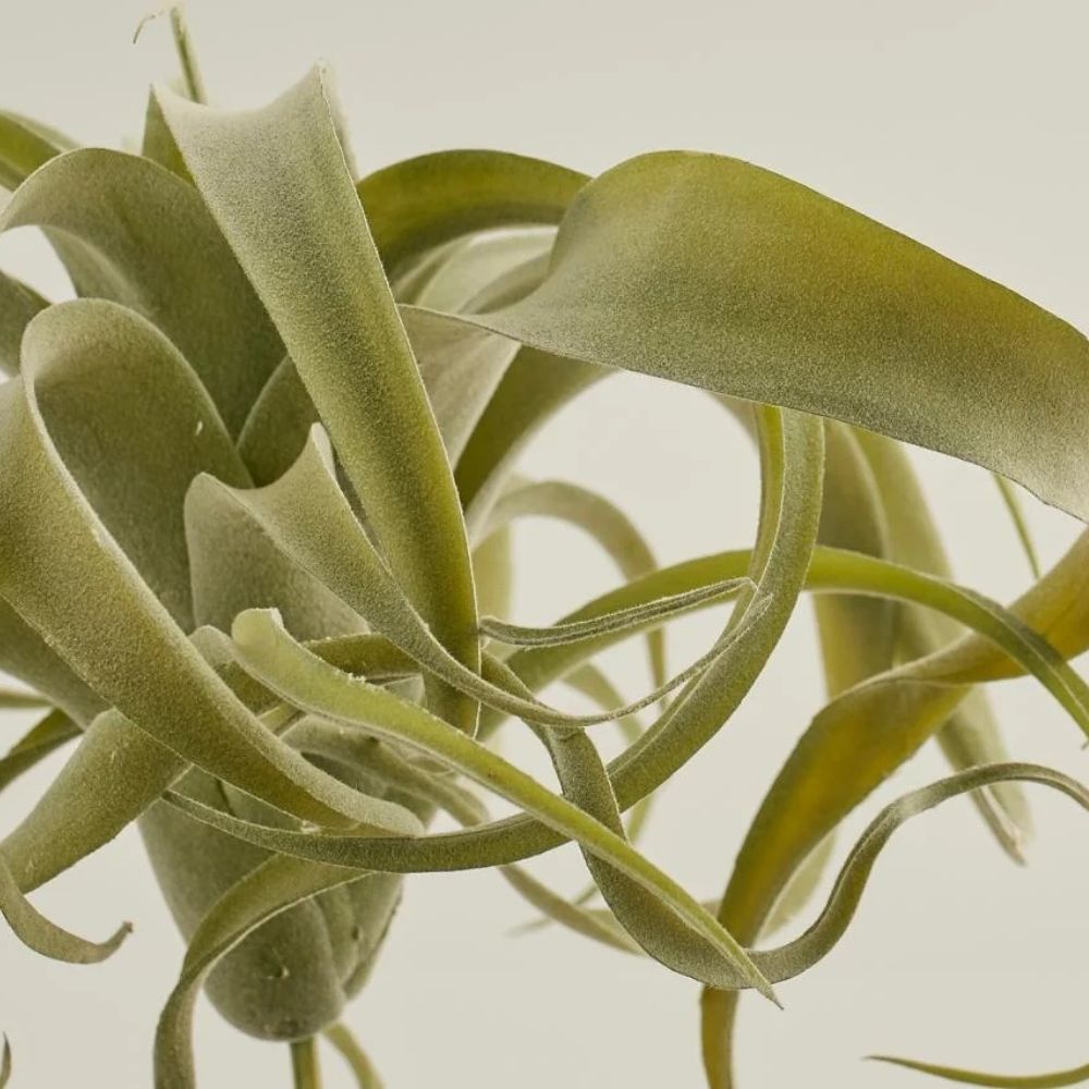 Planta decorativa Tillandsia Xerographica, verde, 27 cm - SIMONA'S COLLECTION