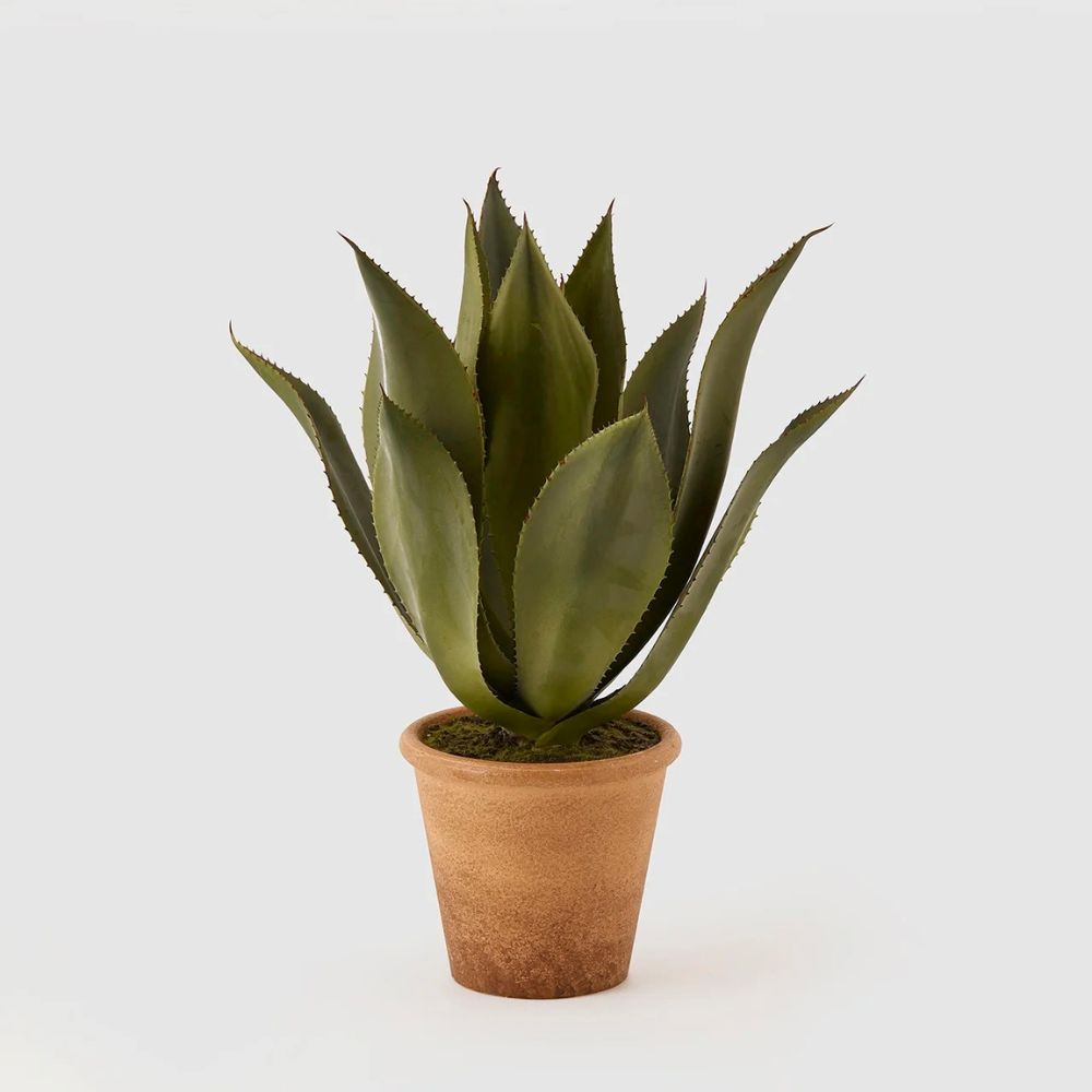 Planta decorativa in ghiveci, 51 cm, Agave  - SIMONA'S COLLECTION