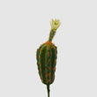 Cactus decorativ cu floare, ivoar, 25 cm, Riccio - SIMONA'S COLLECTION