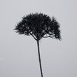 Floare decorativa, negru, 75 cm, Allium - Simona's Christmas