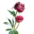 Floare decorativa Bujor, fucsia, 60 cm - SIMONA'S COLLECTION