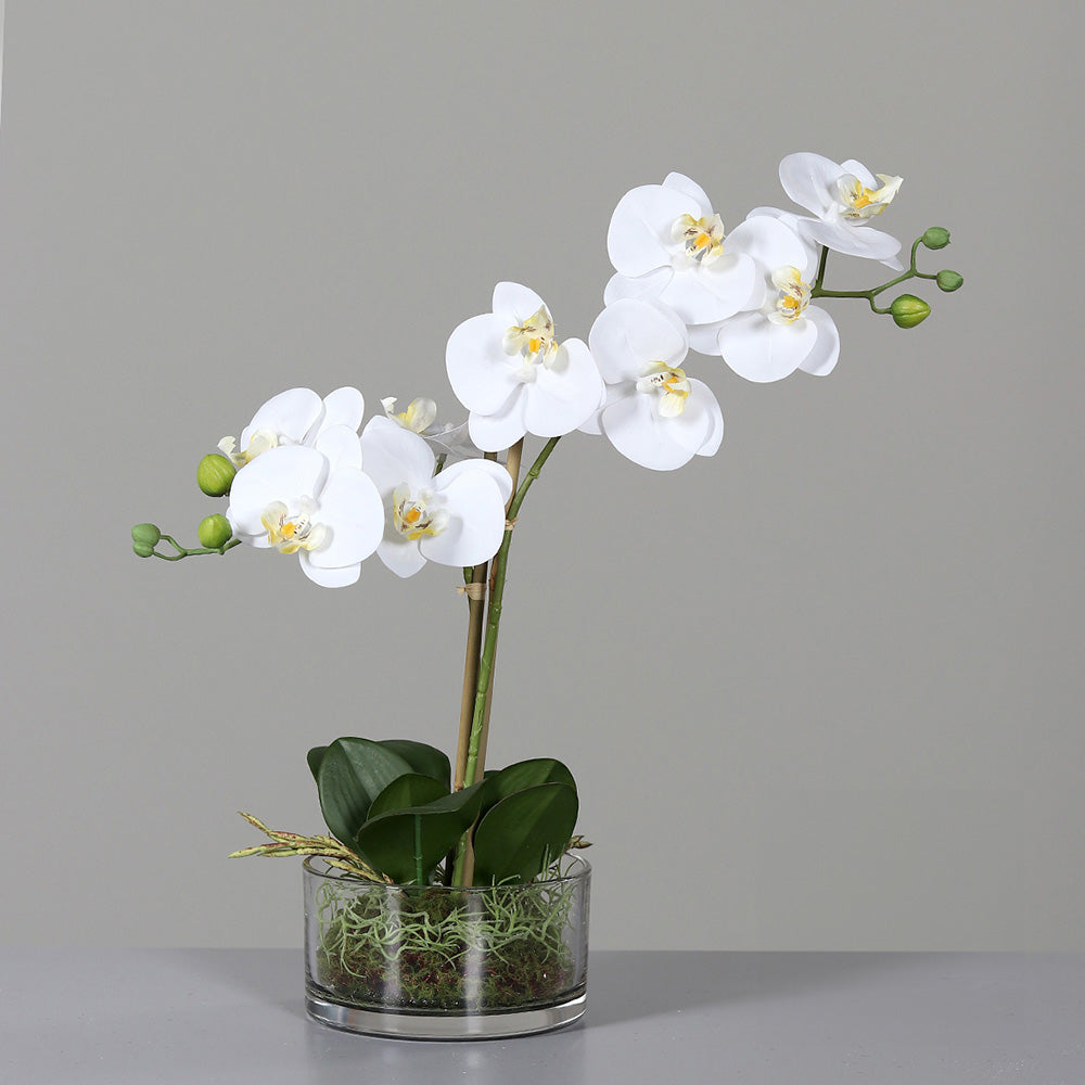 Floare decorativa in ghiveci transparent, Orhidee Phalaenopsis, 40 cm - SIMONA'S COLLECTION