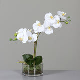 Floare decorativa in ghiveci transparent, Orhidee Phalaenopsis, 40 cm - SIMONA'S COLLECTION
