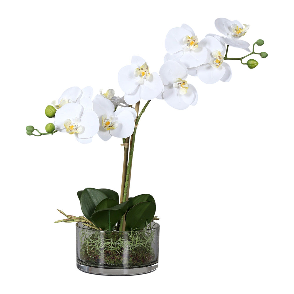 Floare decorativa in ghiveci transparent, Orhidee Phalaenopsis, 40 cm - SIMONA'S COLLECTION