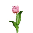 Floare decorativa Lalea Triumph, fucsia, 33 cm - SIMONA'S COLLECTION