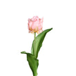 Floare decorativa Lalea Triumph, roz, 33 cm - SIMONA'S COLLECTION