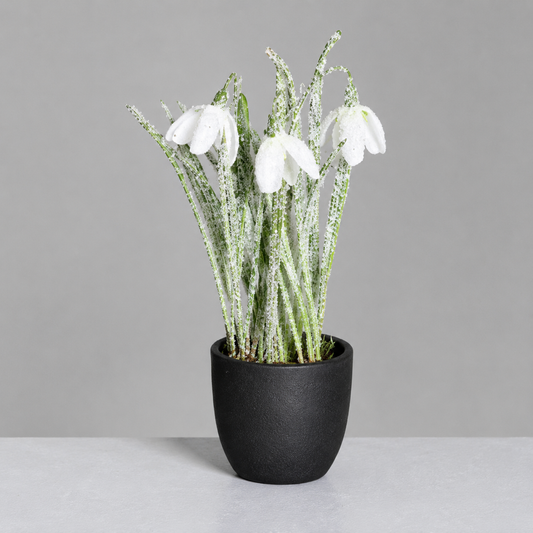 Floare decorativa Ghiocel inzăpezit, alb, 22 cm - SIMONA'S CHRISTMAS